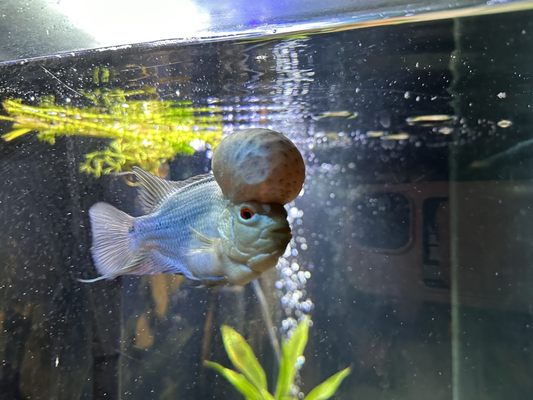 The Fin Shop by null