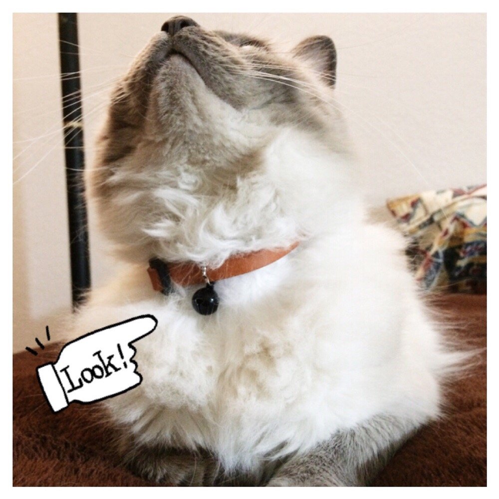 Petco - My cat's new leather collar :-) - Pet Stores Near Me - Redlands, California