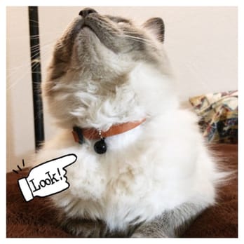 Petco - My cat's new leather collar :-) - Pet Stores Near Me - Redlands, California Petco - My cat's new leather collar :-) - Pet Stores Near Me - Redlands, California