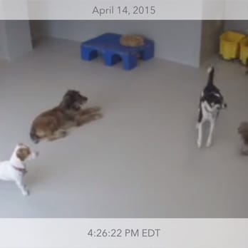 P.I. Paws - Live camera feed - Pet Sitting Near Me - Weehawken, New Jersey P.I. Paws - Live camera feed - Pet Sitting Near Me - Weehawken, New Jersey