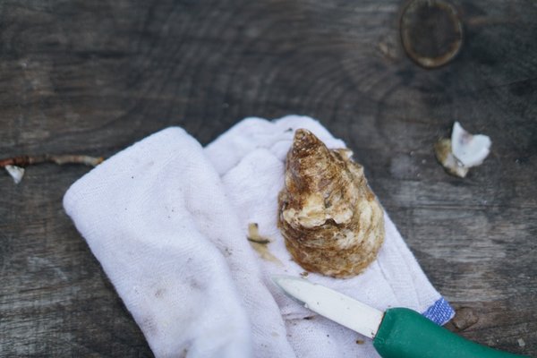 Glidden Point Oyster Farms by null