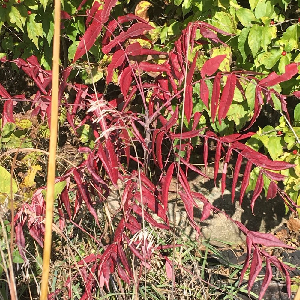 Prairie Center - Red Sumac - Parks Near Me - Olathe, Kansas