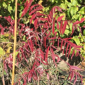 Prairie Center - Red Sumac - Parks Near Me - Olathe, Kansas