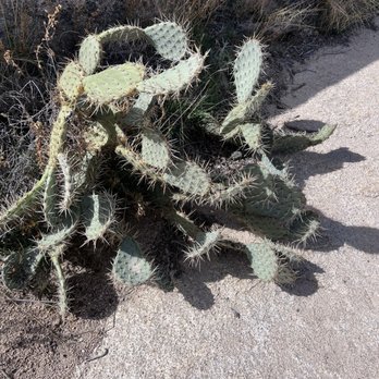 Barker Dam Trail - Hiking Near Me - Joshua Tree, California