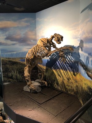 Burpee Museum of Natural History by null