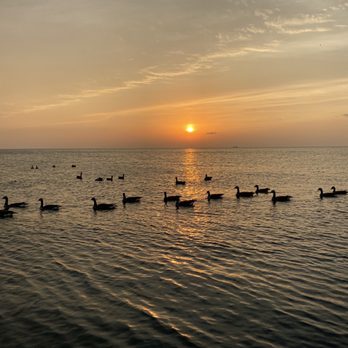 Fullerton Beach - Geese enjoying the sunrise & a morning swim - Beaches Near Me - Chicago, Illinois