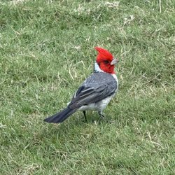 The Plantation Course - Red crested Cardinal