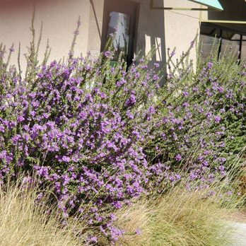 Sammy's Restaurant & Bar - Beautiful plants - Gluten-Free Near Me - Henderson, Nevada