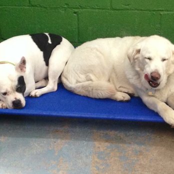 Canine Kindergarten - Pet Sitting Near Me - Verplanck, New York Canine Kindergarten - Pet Sitting Near Me - Verplanck, New York