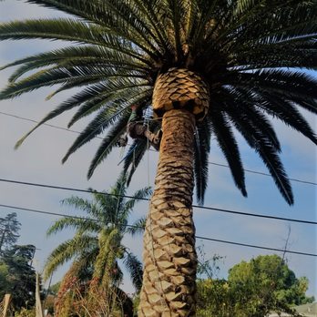 Reyes Tree Services - We trimmed this palm tree into this beautiful shape. - Tree Services Near Me - Northridge, California Reyes Tree Services - We trimmed this palm tree into this beautiful shape. - Tree Services Near Me - Northridge, California