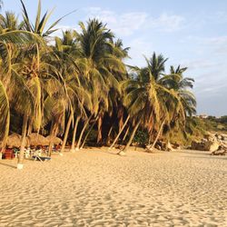 Club de playa Coco's - You can sit in the palms on the beach...