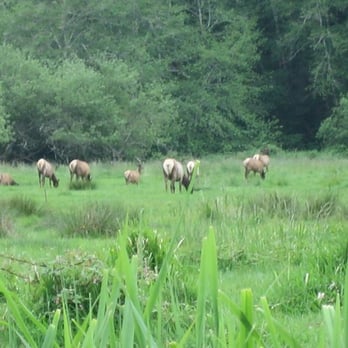 Elk Meadow - Elk Meadow - Parks Near Me - Orick, California