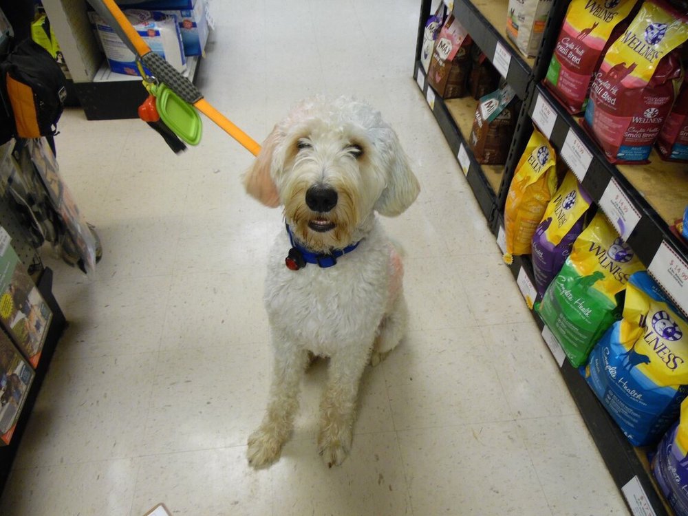 Social spots from The Hungry Puppy