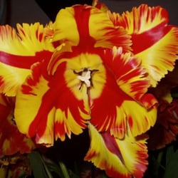 Blumen Fitze