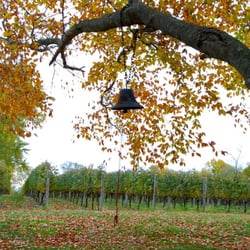 The Old Field - Vineyard