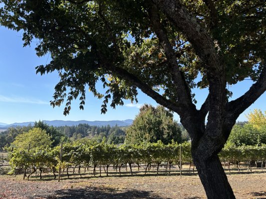 Springhill Cellars Winery (Open May-December) by null