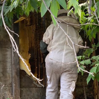 Bee Nice Wildlife Management - Bee hive in shared wall with neighbors - Pest Control Near Me Bee Nice Wildlife Management - Bee hive in shared wall with neighbors - Pest Control Near Me