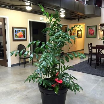 Creative Impressions Plants - Monthly plant rental available. - Nurseries & Gardening Near Me - Citrus Heights, California Creative Impressions Plants - Monthly plant rental available. - Nurseries & Gardening Near Me - Citrus Heights, California