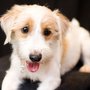 Photo of Foxy Pet Photos