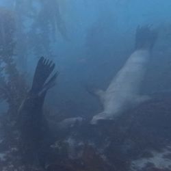 Zach's Scuba Shack - California Sea Lion in with La Jolla Cove with Zach's Scuba Shack.