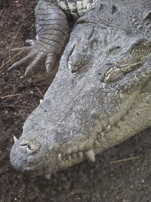 Schönbrunn Zoo by null
