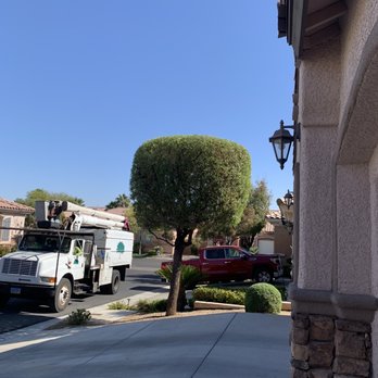 Nevada Tree Service - African Sumac tree - Tree Services Near Me - Las Vegas, Nevada Nevada Tree Service - African Sumac tree - Tree Services Near Me - Las Vegas, Nevada