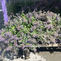 Cat Mint plant