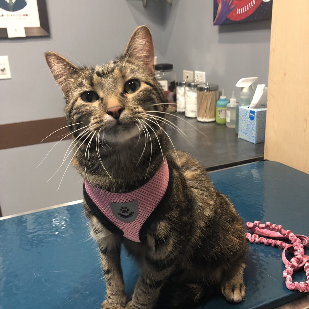 Pets First Veterinary Clinic - Veterinarians Near Me - Chicago, Illinois Pets First Veterinary Clinic - Veterinarians Near Me - Chicago, Illinois
