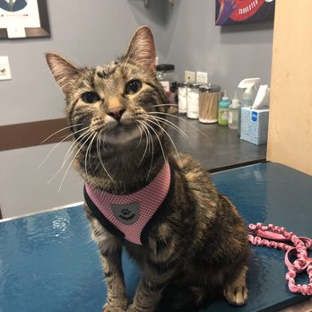 Pets First Veterinary Clinic - Veterinarians Near Me - Chicago, Illinois Pets First Veterinary Clinic - Veterinarians Near Me - Chicago, Illinois