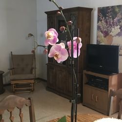Matkins Flowers & Greenhouse - Orchid