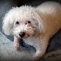 Photo of Land Of Paws