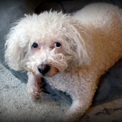 Land Of Paws - Coco loves coming to Land of Paws