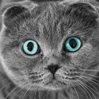 Scottish Fold Kittens - Pet Breeders Near Me - Brooklyn, New York