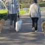 Rose Dog Training