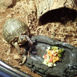 Lake Iowa Park - Stop into the nature center to see live animals native to Iowa.