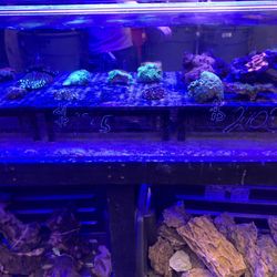 Capital Aquarium