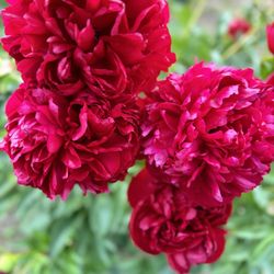 Adelman Peony Gardens - Peonies