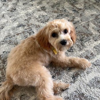 Wicked Pawz - After - Pet Groomers Near Me
