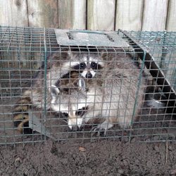 Centurian Wildlife Services