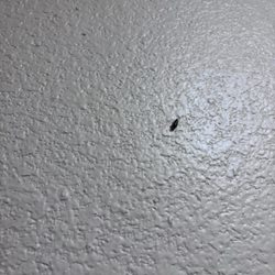 Holiday Inn Express & Suites San Antonio-Airport North - Roaches