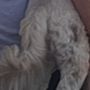 Photo of Swanky Paws