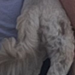 Swanky Paws