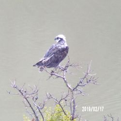 Santa Margarita Lake Marina - Can you spot an Osprey?