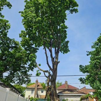 Samudaworth Tree Services - Tree Services Near Me - Brooklyn, New York Samudaworth Tree Services - Tree Services Near Me - Brooklyn, New York
