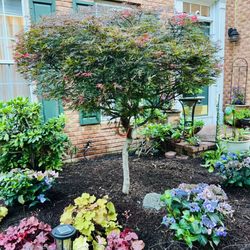 Bloomy Day Garden Services