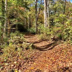 Bracken Preserve - View of the start of the trail not far from the parking lot.