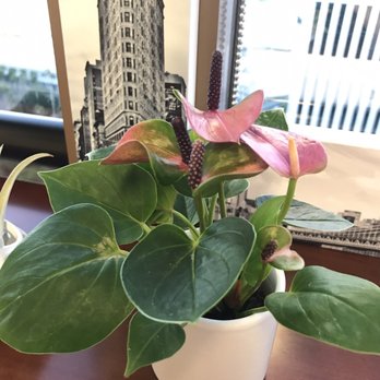 Paiko - Purple anthurium - Florists Near Me - Honolulu, Hawaii