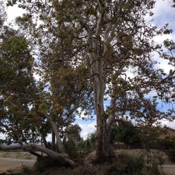 Robertson Park - Tree near horseshoe pits - Parks Near Me - Livermore, California Robertson Park - Tree near horseshoe pits - Parks Near Me - Livermore, California