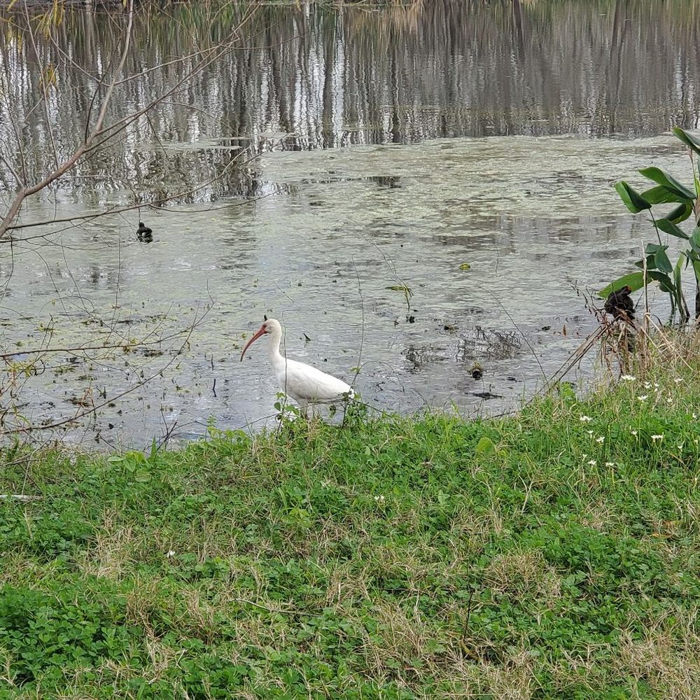 Brazos Bend State Park - Parks Near Me - Needville, Texas