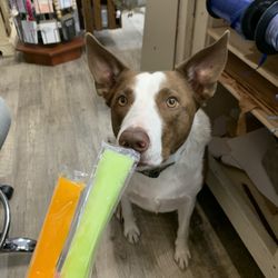 Heartland By Hand - Lincoln the Shop Dog loving popsicles